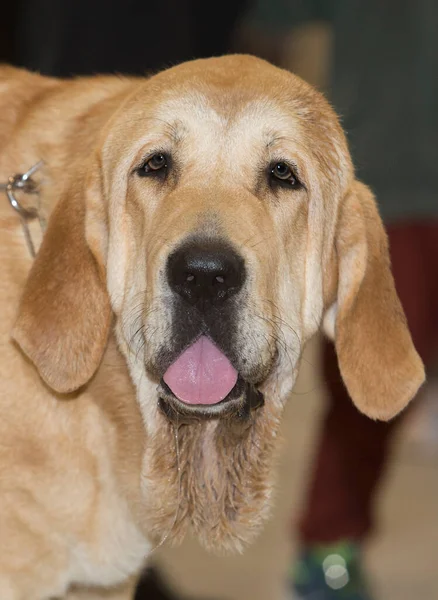 Czysta Rasa Hiszpańskiego Mastiffa Szczegółowy Opis Głowy — Zdjęcie stockowe