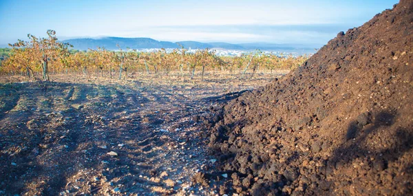 Kompostowane Wytłoczyny Oliwek Ułożone Obok Winnicy Tierra Barros Hiszpania — Zdjęcie stockowe
