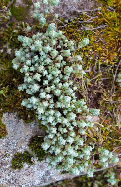 岩の上で成長する野生のセダム科植物 サンペドロのシエラ アルバカーキ バダホス エクストレマドゥーラ州 スペイン — ストック写真