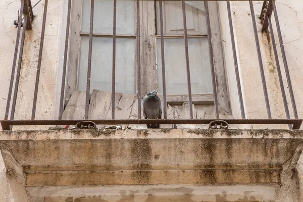 Gołąb Usiadł Zniszczonym Balkonie Opuszczone Domy Zazwyczaj Uciekinierami Dla Szkodników — Zdjęcie stockowe