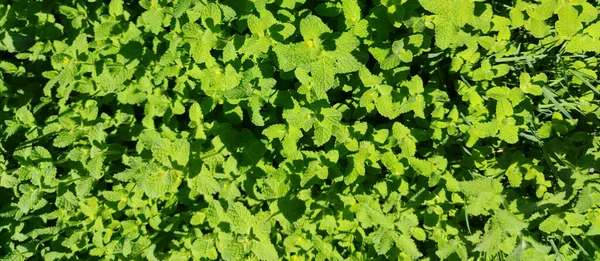 Taze Yeşil Pennyroyal Veya Mentha Pulegium — Stok fotoğraf