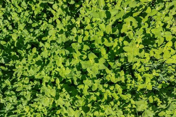 Taze Yeşil Pennyroyal Veya Mentha Pulegium Seçici Odak — Stok fotoğraf