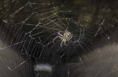 Avcı örümcek ya da Eusparassus Dufouri. Bir borunun ağzına yerleştirilmiş örümcek ağı