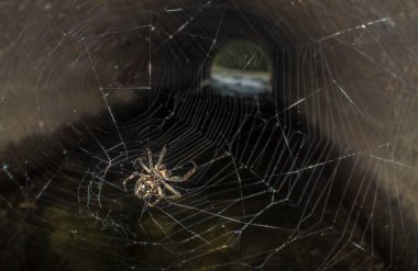 Avcı örümcek ya da Eusparassus Dufouri. Bir borunun ağzına yerleştirilmiş örümcek ağı