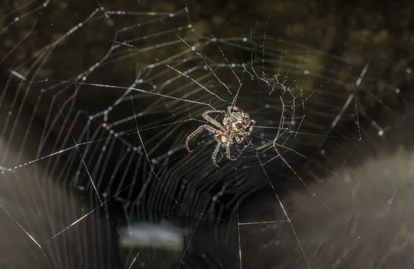 Huntsman Spinne Oder Eusparassus Dufouri Spinnennetz Mund Eines Rohres Platziert — Stockfoto