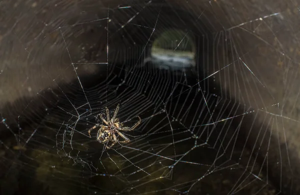 Huntsman Spinne Oder Eusparassus Dufouri Spinnennetz Mund Eines Rohres Platziert — Stockfoto