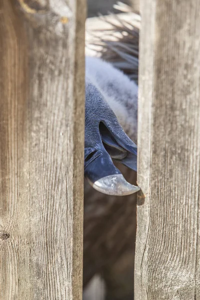 Griffon Vulture Gyps Fulvus Biting Wooden Fence Selective Focus Head — Stock Photo, Image