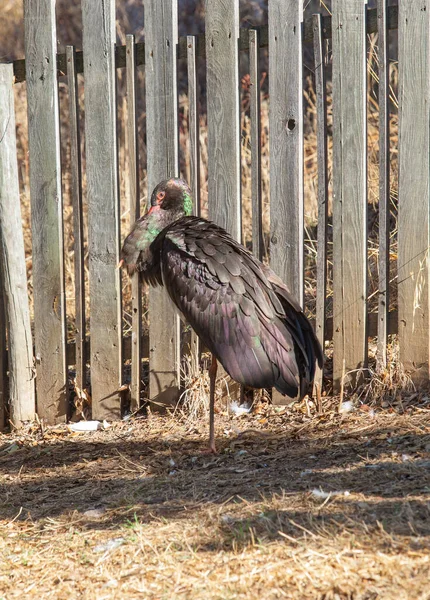 野生生物恢复中心的黑鹤 在一只爪子上休息 — 图库照片