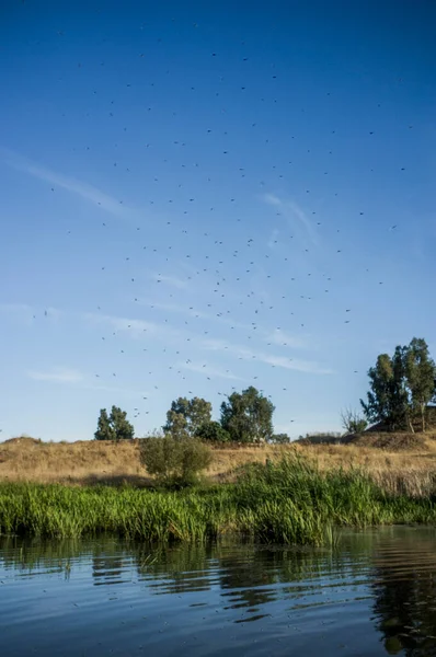 Mückenschwarm Ufer Eines Flusses Guadiana River Bank Nahe Badajoz City — Stockfoto