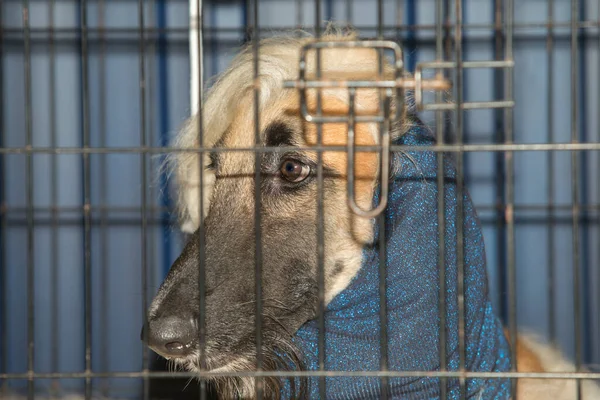Pure Breed Afghan Hound Wearing Neck Protective Scarf Dog Crate — Stock Photo, Image
