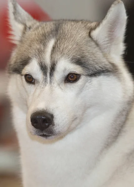 Light Gray White Siberian Husky Portrait — Stock Photo, Image