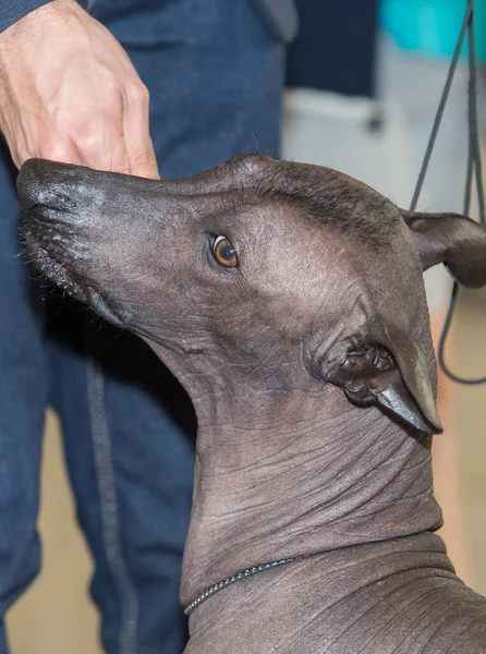 Pura Raza Xoloitzcuintle Perro Está Comiendo Una Galleta Dueño —  Fotos de Stock