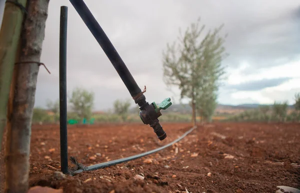 Tropfbewässerungsventil Von Intensive Olivenbäume Junge Plantage Selektiver Fokus — Stockfoto