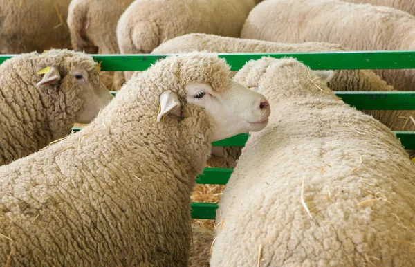 Zafra Spanya Ekim 2022 Zafra Uluslararası Hayvancılık Fuarı Fleischscthe Koyunları — Stok fotoğraf