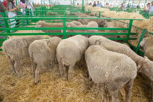 Zafra Spagna Ottobre 2022 Fiera Internazionale Del Bestiame Zafra Visitatori — Foto Stock