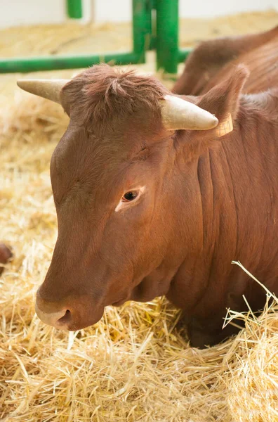 Zafra Spagna Ottobre 2022 Fiera Internazionale Del Bestiame Zafra Mucca — Foto Stock