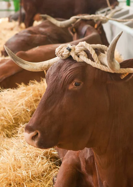 Zafra Spanje Oktober 2022 Zafra International Livestock Fair Runderen Hengst — Stockfoto