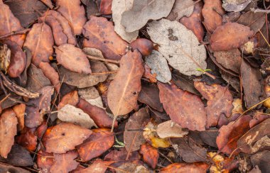 Sonbahar orman zemini tamamen ıslak yapraklarla kaplı. Arkaplan