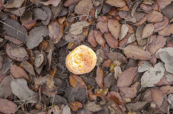 Safran Süt Şapkası Laktarius Deliciosus Düşen Yapraklardan Oluşan Bir Yatakta — Stok fotoğraf