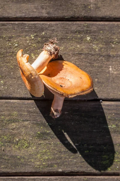 Saffron milk caps or lactarius deliciosus. Mushrooms placed over wooden picnic table