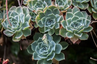 Echeveria 'nın kompakt roketleri, Crassulaceae ailesi. Yakın çekim.
