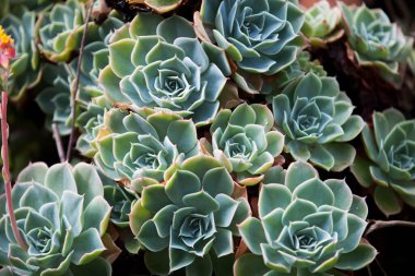Echeveria 'nın kompakt roketleri, Crassulaceae ailesi. Yakın çekim.