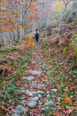 Chesnut Ormanı 'nda yürüyen bir gezgin. Ambroz Vadisi 'nde Sihirli Sonbahar, Extremadura, İspanya