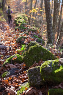 Chesnut Ormanı 'nda yürüyen bir gezgin. Ambroz Vadisi 'nde Sihirli Sonbahar, Extremadura, İspanya