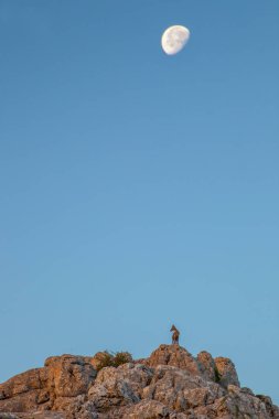 Yaban keçisi, La Sierra Del Torcal de Antequera Milli Parkı, Malaga, İspanya-buzlu. Sabah aya # mavi gökyüzü