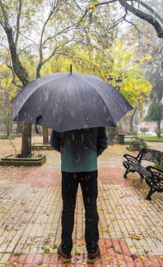 Mature man covered with big black umbrella. Visible sliding thick raindrops