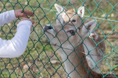 Toddler girl feeding deers through the fence. Potential risk of being bitten