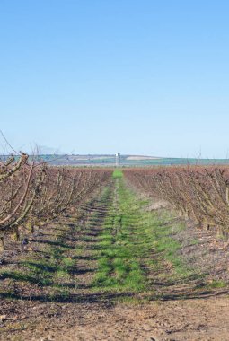Fruit trees plantation on winter. Field irrigated with dripping system with water tank at bottom