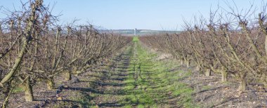 Fruit trees plantation on winter. Field irrigated with dripping system with water tank at bottom