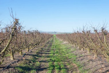 Fruit trees plantation on winter. Field irrigated with dripping system with water tank at bottom