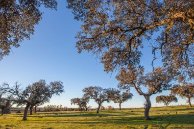 Dehesa at rising on winter season. Mediterranean holm oak forest