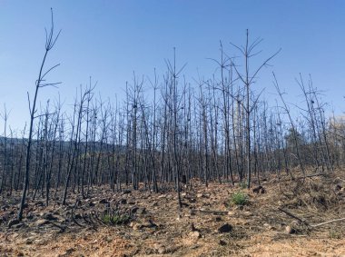 Charred landscape with some young pine trees standing. Former forest destroyed by wildfire