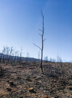 Charred landscape with some young pine trees standing. Former forest destroyed by wildfire