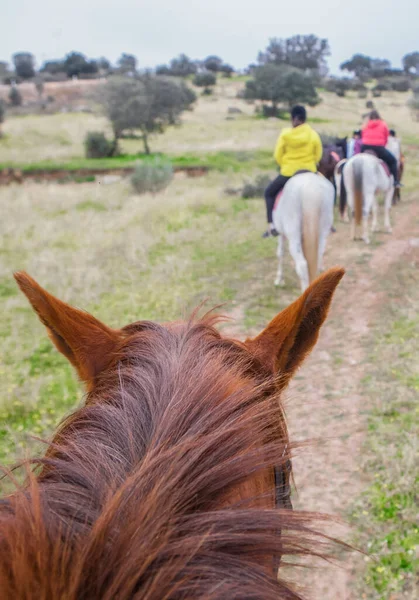 骑马穿过Dehesa的逆行路线从马背上看到的场景 — 图库照片
