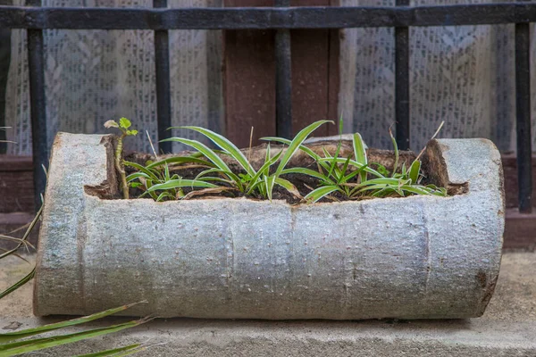Растение Сделанное Выдолбленным Сундуком Селективный Фокус — стоковое фото
