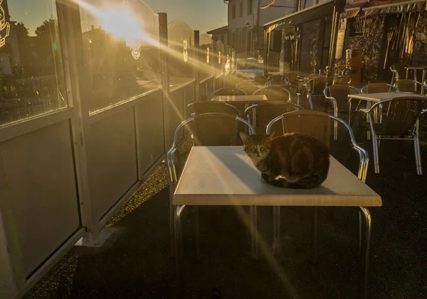 Vilande Katt Vilar Över Terrassbordet Vid Soluppgången Liten Stad Bakgrund — Stockfoto