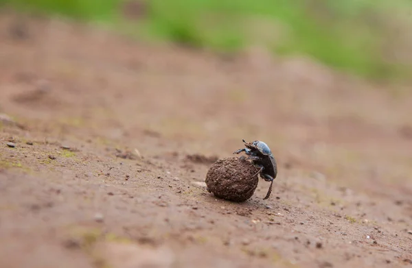 Escarabajo Estiércol Rodando Una Bola Estiércol Montañas Alor Extremadura España — Foto de Stock