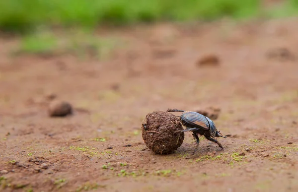 Dung Beetle Rolling Ball Dung Alor Mountains Extremadura Spain — Stock Photo, Image