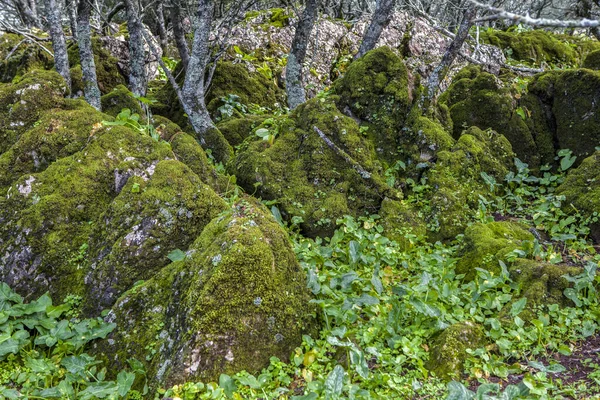 Низький Ліс Олівенза Бадахос Екстремадура Іспанія — стокове фото