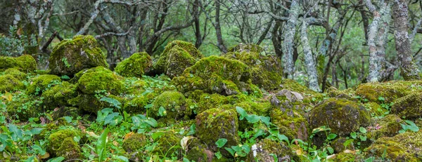 Низький Ліс Олівенза Бадахос Екстремадура Іспанія — стокове фото