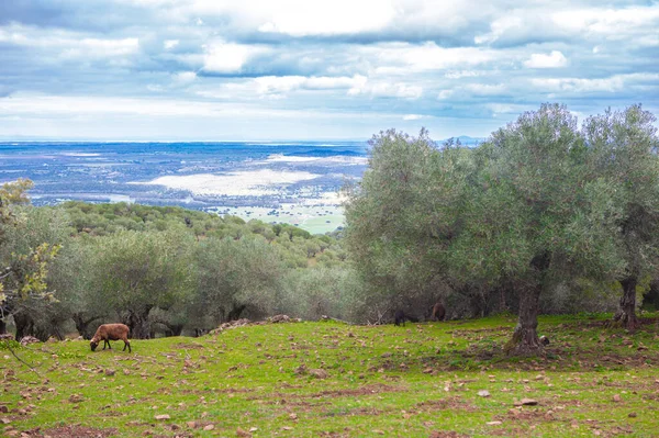Zwarte Schapen Grazen Alor Mountains Heuvel Olivenza Badajoz Extremadura Spanje — Stockfoto