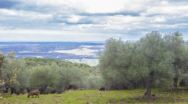 Svarta Får Betar Vid Alor Mountains Sluttning Olivenza Badajoz Extremadura — Stockfoto