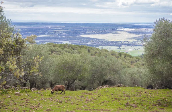 Moutons Noirs Pâturant Flanc Colline Des Montagnes Alor Olivenza Badajoz — Photo