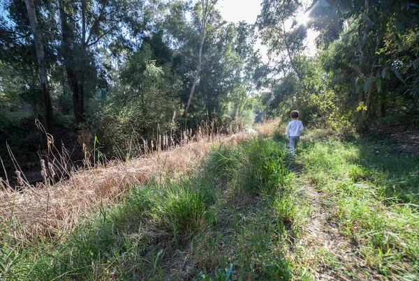 Boy walking alone through a eucalyptus forest. Children discovering nature alone