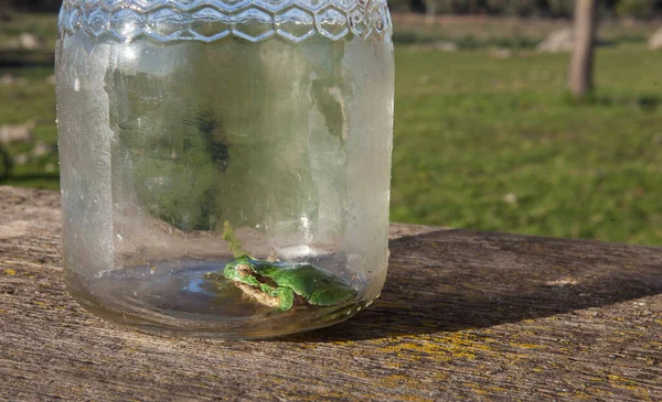 Kleiner Frosch Gefangen Einem Glas Kinderstreiche Naturkonzept — Stockfoto