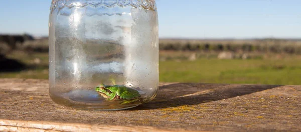 Malá Žába Uvězněná Sklenici Dětské Vtípky Přírodě — Stock fotografie